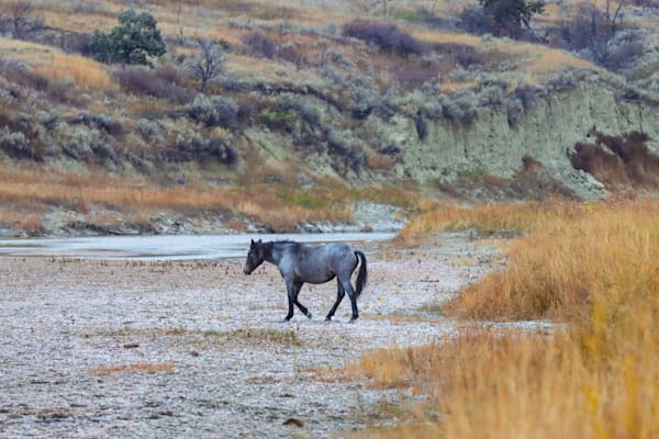 Wild Horses Of North Dakota