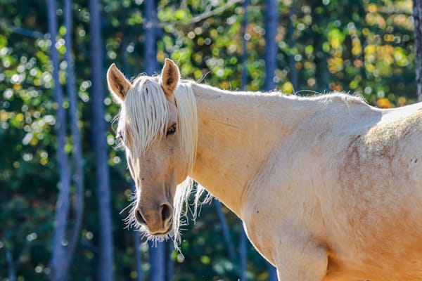 Windwalker Ridge Wild Mustangs