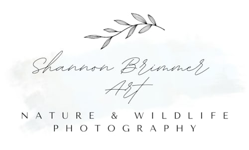 Shannon Brimmer Photography