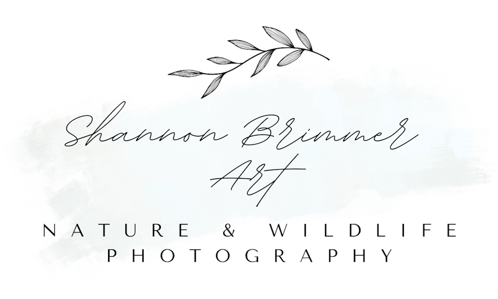 Shannon Brimmer Photography