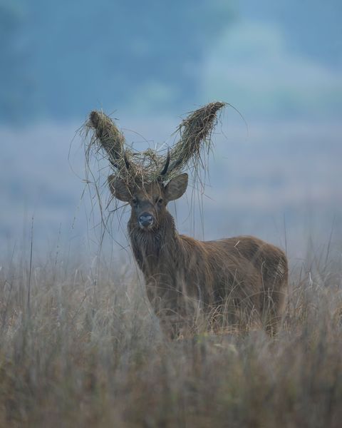 India Wildlife Fine Art Prints