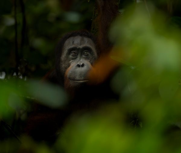Asia Wildlife Fine Art Photography