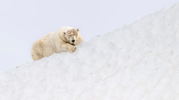 Svalbard Arctic Wildlife Photography