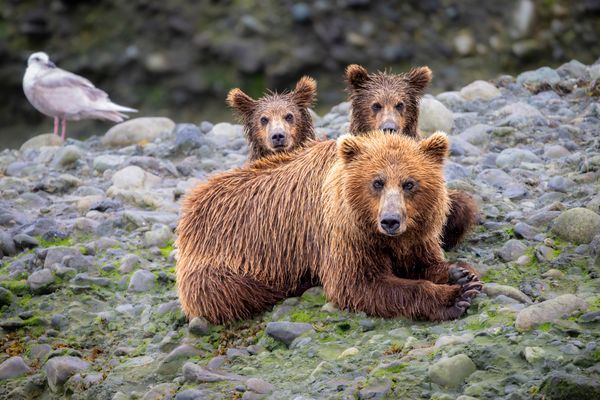 North America Wildlife Photography