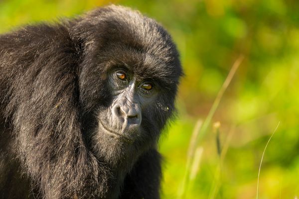 Africa Wildlife Fine Art Photography