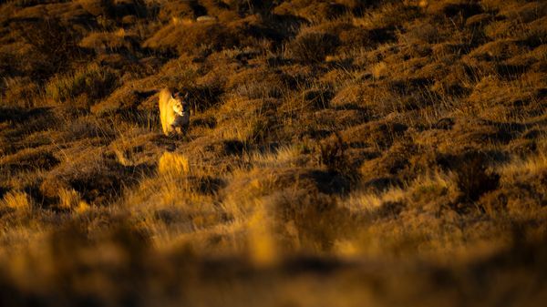 South America Wildlife Photography
