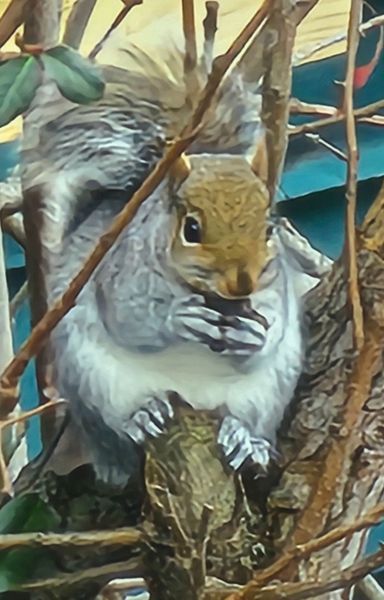 M(EYE) Wildlife