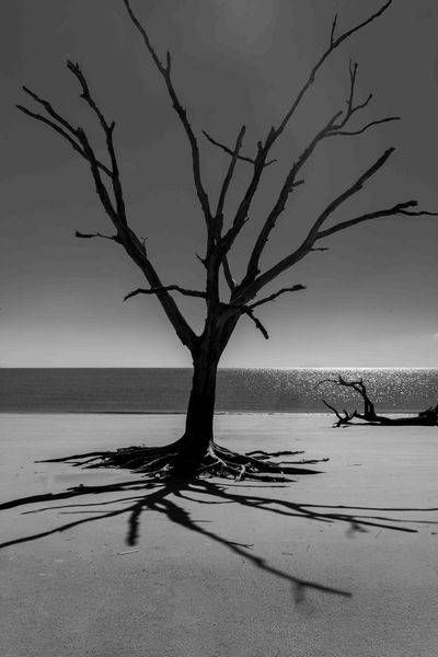 Rooted Silhouette | Jekyll Island B&W Art | Bama Price Photography