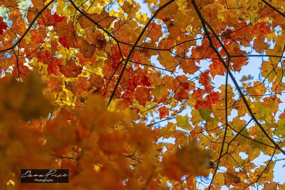 Vibrant orange, red, and golden autumn leaves forming a colorful overhead canopy with patches of blue sky at Little River Canyon, Alabama.