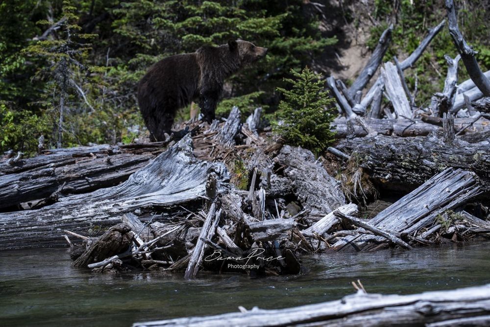 Grizzly bear standing on a fallen tree above Avalanche Creek in Glacier National Park, Montana.