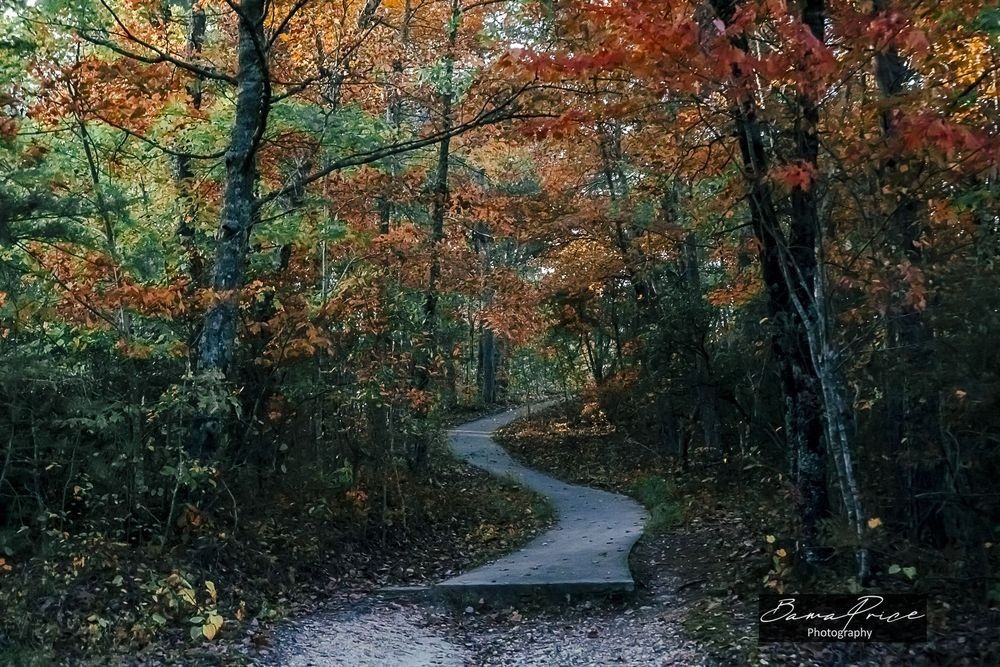 Fall foliage framing a curving path at Eberhart Point in Little River Canyon, Alabama.