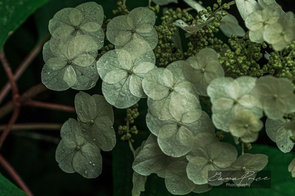 Oakleaf hydrangea blooms covered in morning dew along a forest trail in Bankhead National Forest, Alabama.