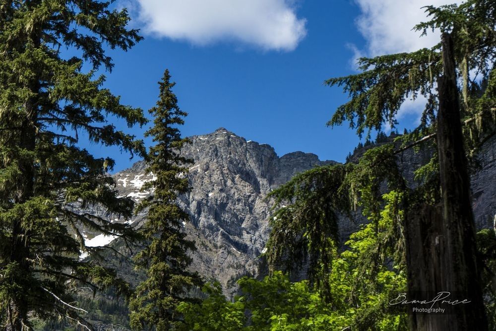 Bearhat Mountain rising above the evergreen forest along the Avalanche Lake Trail in Glacier National Park.