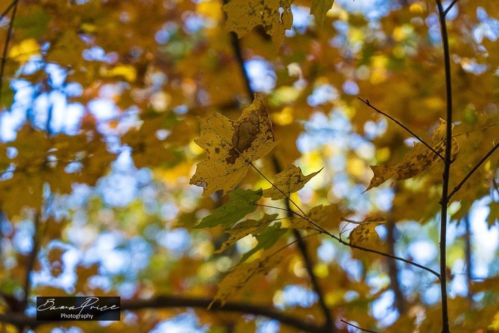 A small collection of yellow and green autumn leaves in sharp focus against a softly blurred background of golden fall foliage and blue sky.