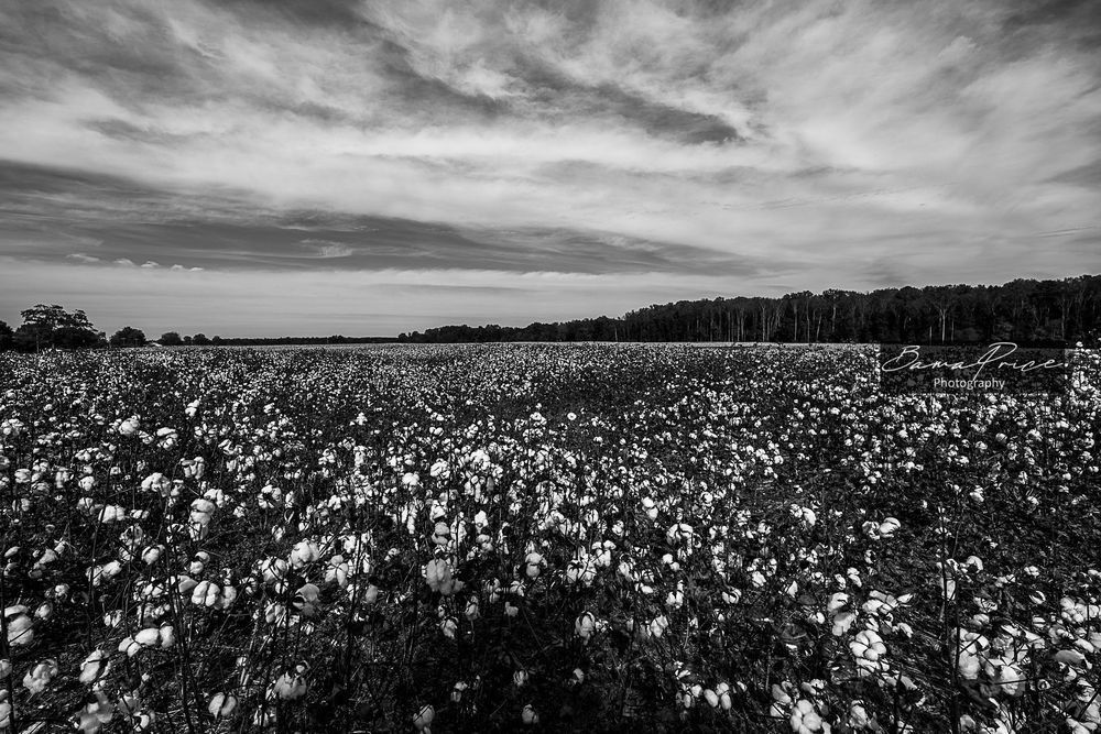 Black-and-white photograph of a cotton field beneath dramatic clouds near Athens, Alabama.