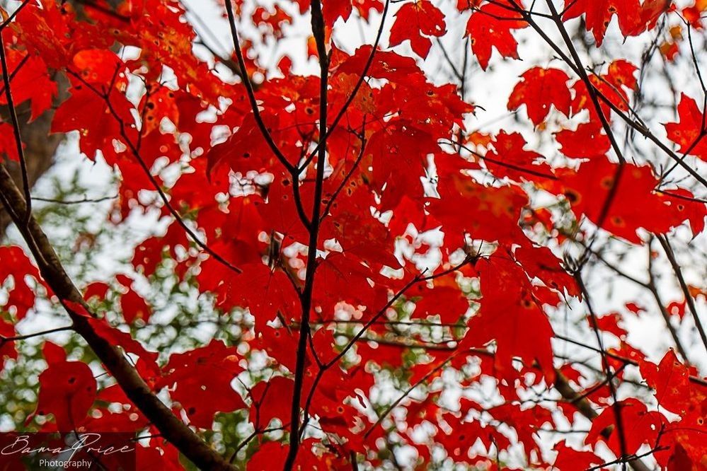 Brilliant red autumn leaves filling the frame against a softly blurred background of surrounding trees at Lake Nicol near Tuscaloosa, Alabama.