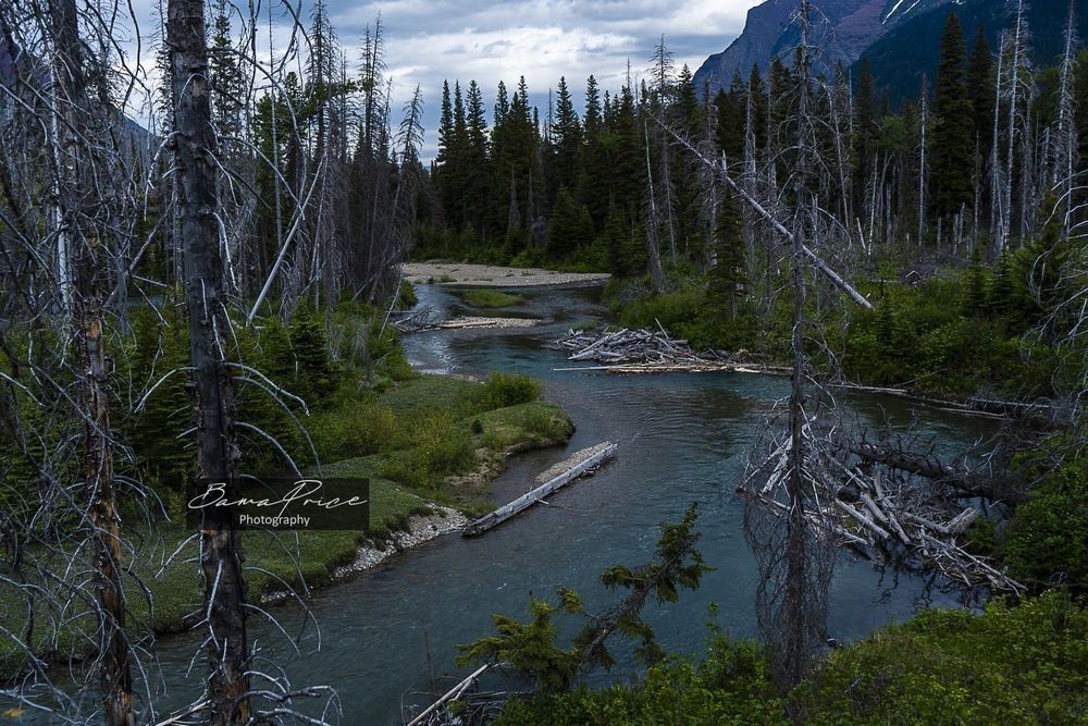 Clear blue water flowing through St. Mary River with wildfire-scarred trees and mountains in the distance.