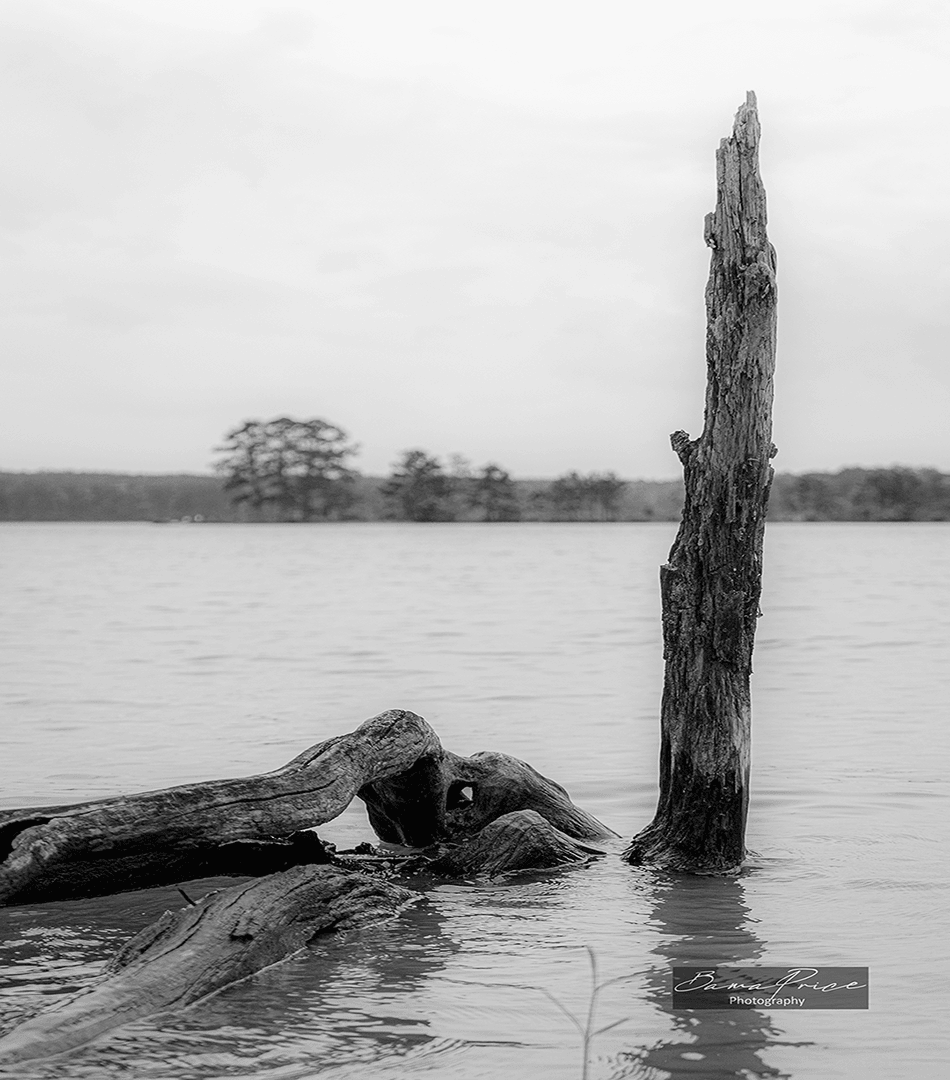 black and white photo of a lone piece of driftwood standing near the shore of Lake Martin under an overcast sky.