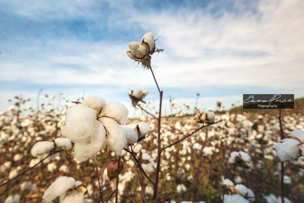 Close-up view of a cotton boll with a cotton field stretching into the distance near Athens, Alabama.