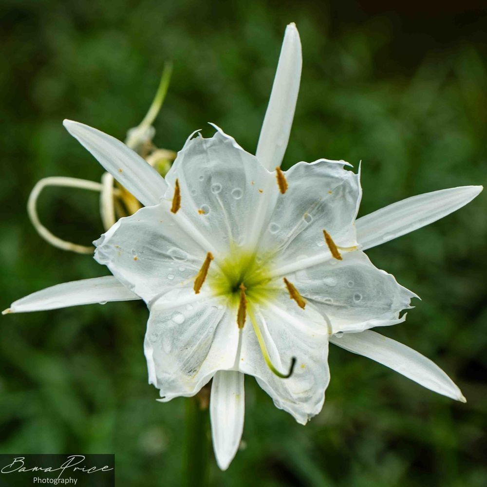 A crisp, ultra-close-up photograph of a white Cahaba Lily (Cahaba Star) in full bloom. The star-shaped flower features delicate white petals dotted with tiny water droplets, bright yellow-brown stamens, and a lime-green center. The background is a softly blurred, rich green foliage. In the bottom left corner, a dark translucent watermark reads "Bama Price Photography."