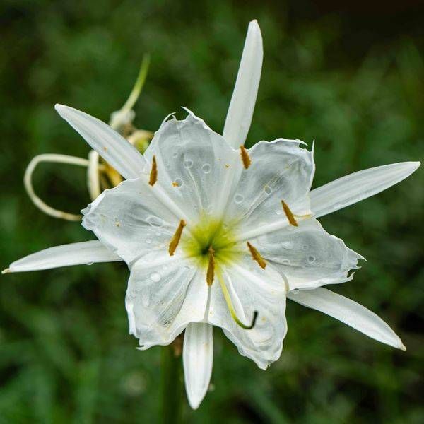 "Cahaba Star" Lily Art Print - Rare Alabama Nature Photography by Bama Price