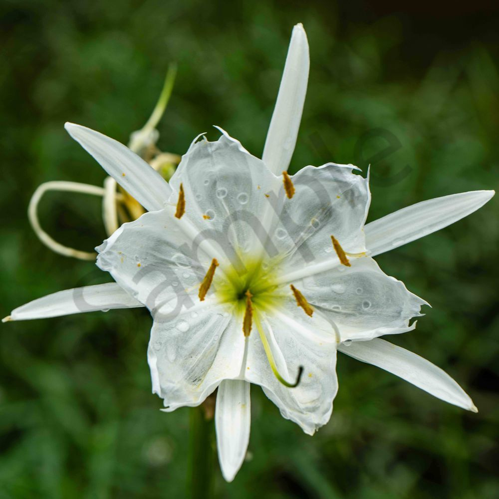 "Cahaba Star" Lily Art Print - Rare Alabama Nature Photography by Bama Price