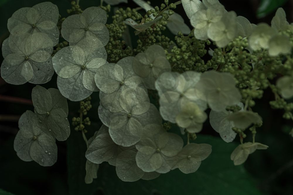 Oakleaf in the Morning Dew | Oakleaf Hydrangea Fine Art Print | Bama Price Photography