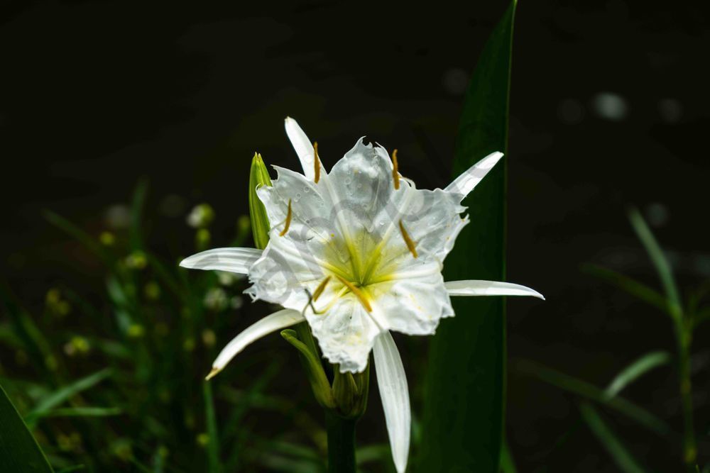 Cahaba Lily in Bloom | Alabama Wildflower Photography | Bama Price