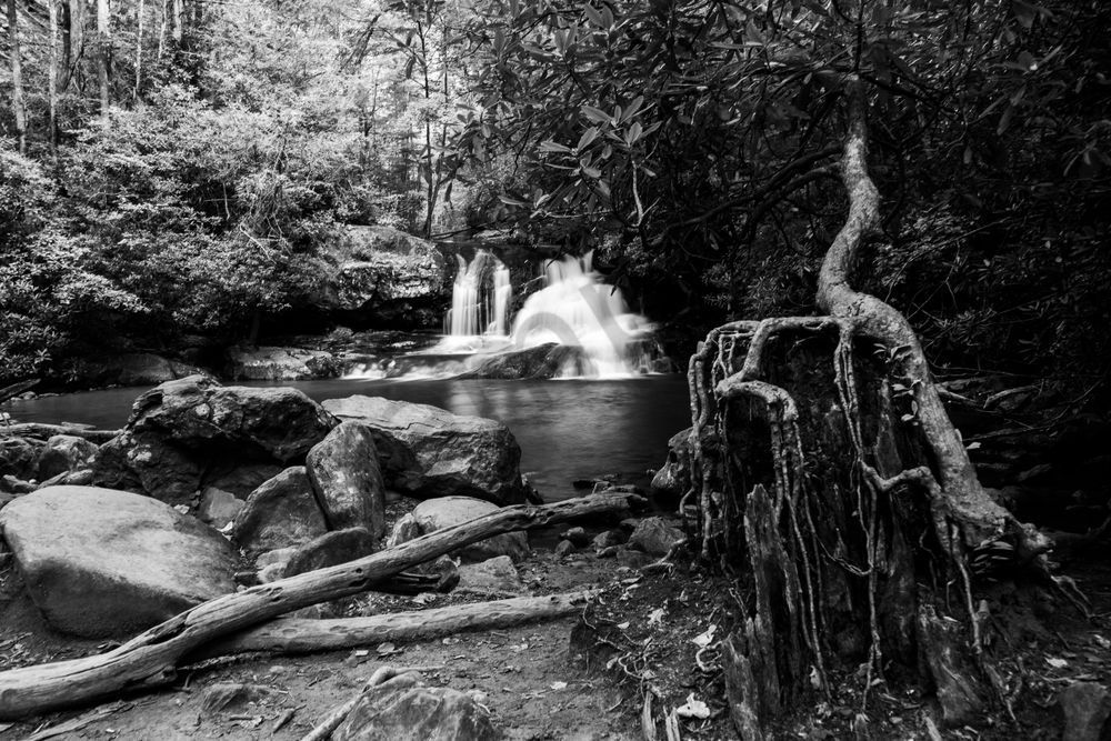 Rooted Cascade - Hemlock Falls Black & White Print, Georgia | Bama Price