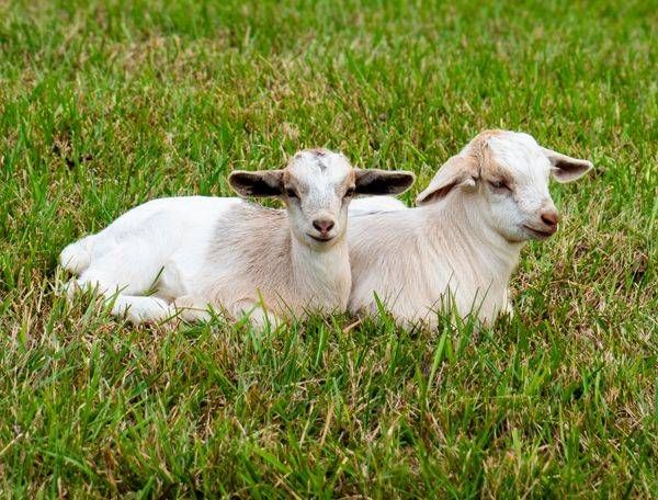 Baby Goats Being Lazy | Baby Goat Photography Print | Bama Price