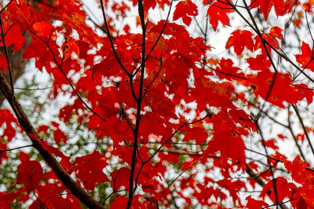 Crimson Canopy at Lake Nicol - Tuscaloosa Autumn Art Print | Bama Price