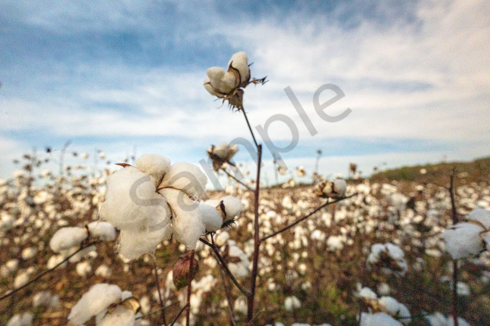 Cotton in Bloom: Athens AL Harvest Close-up Print | Bama Price