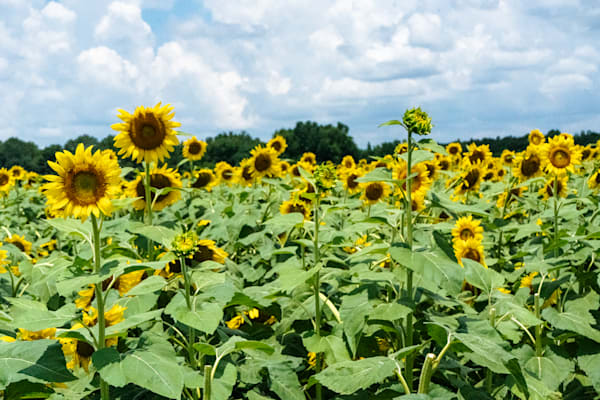 Autaugaville's Golden Sea | Autauga County Sunflower Field Fine Art Print | Bama Price