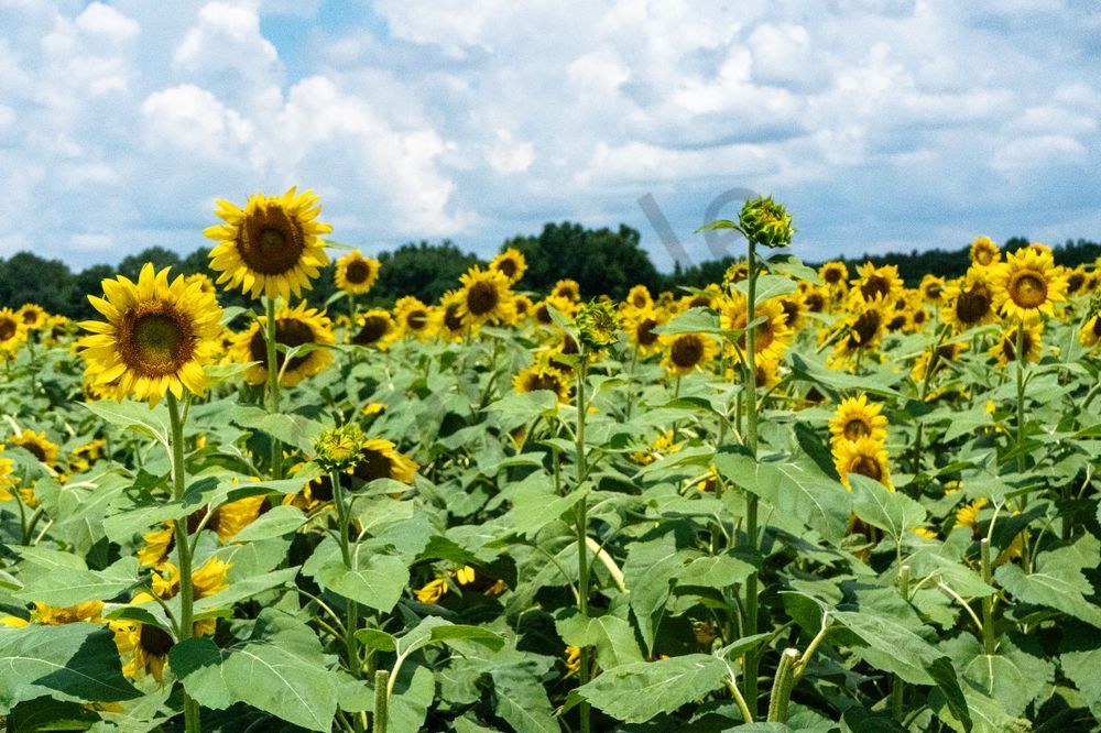 Autaugaville's Golden Sea | Autauga County Sunflower Field Fine Art Print | Bama Price