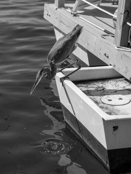 Fred About to Strike | Great Blue Heron Photography Print | Bama Price