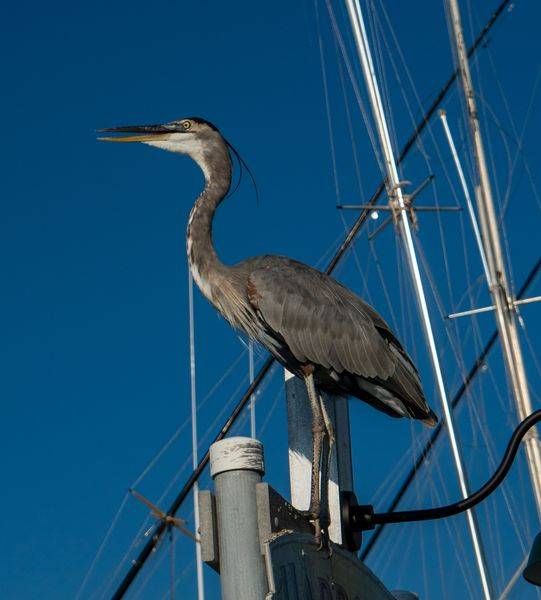 Fred on His Perch | Great Blue Heron Photography Print | Bama Price