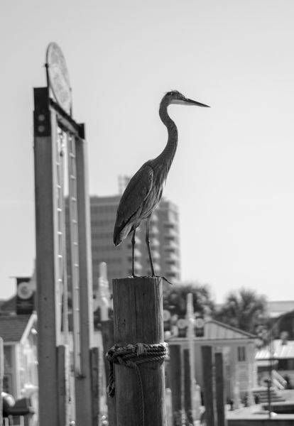 Fred on Watch | Great Blue Heron Photography Print | Bama Price
