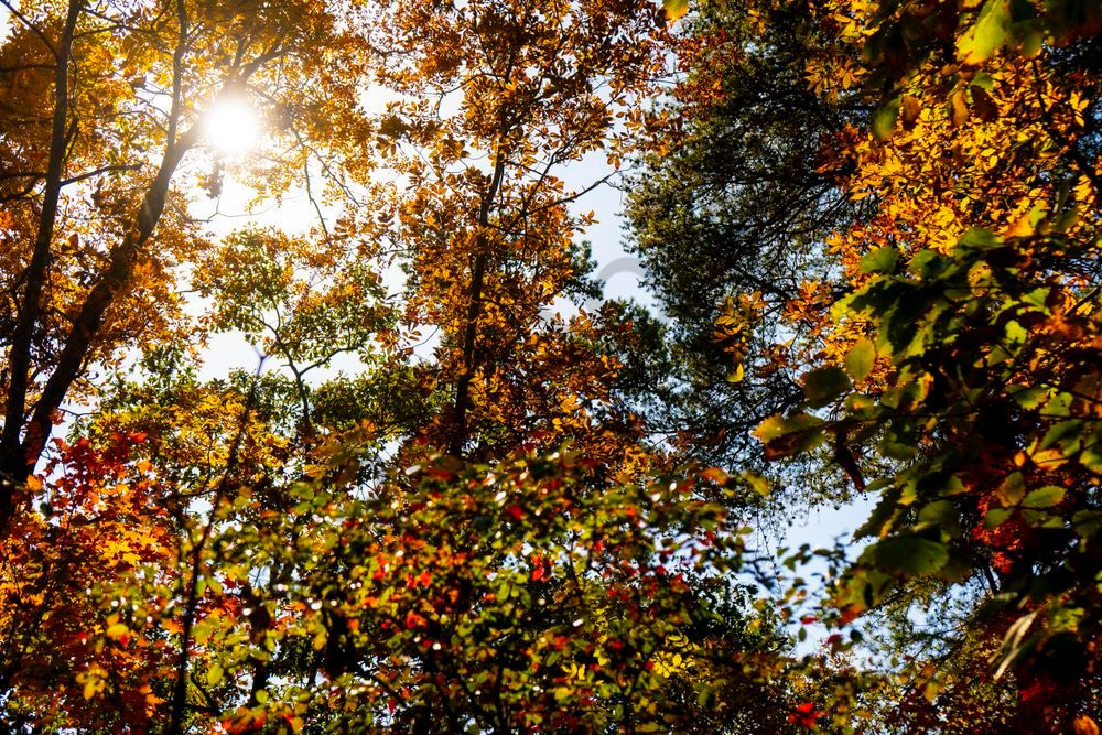Autumn Canopy | Little River Canyon Fall Foliage Photography Print | Bama Price