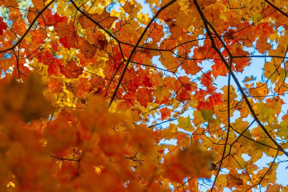 Autumn in the Wild