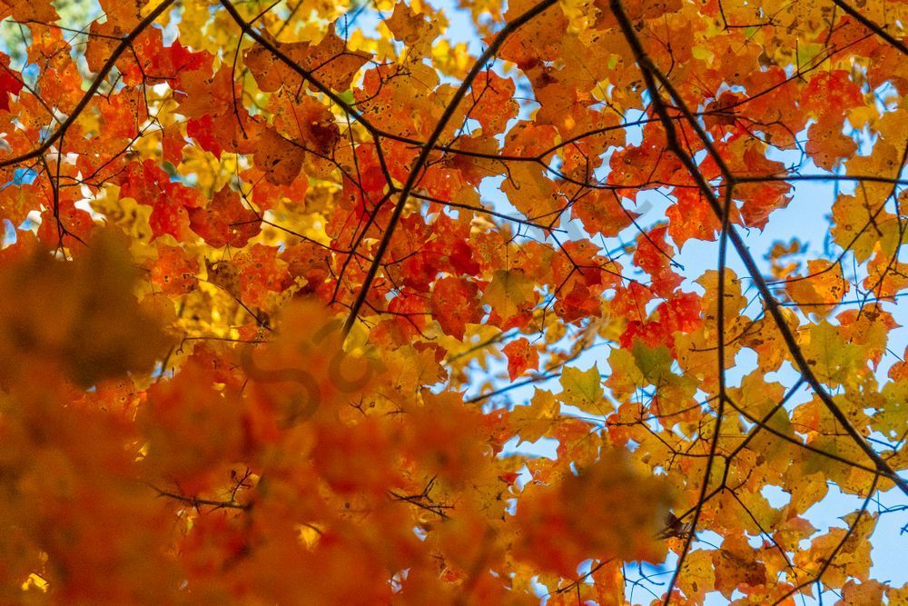 Autumn's Embrace: Vibrant Fall Foliage Art Print | Bama Price