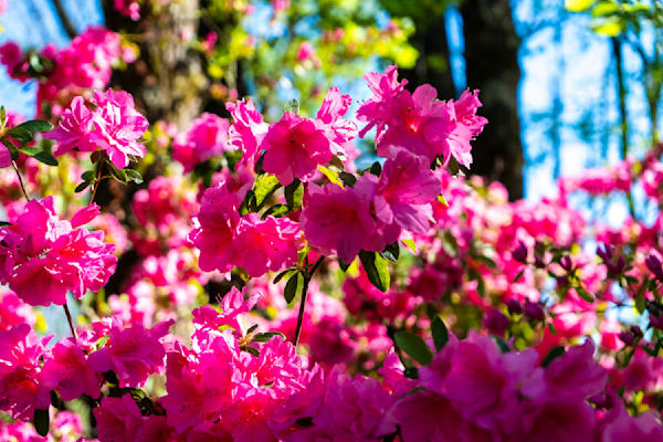 Azalea Radiance | Huntsville Botanical Gardens Floral Fine Art Print | Bama Price