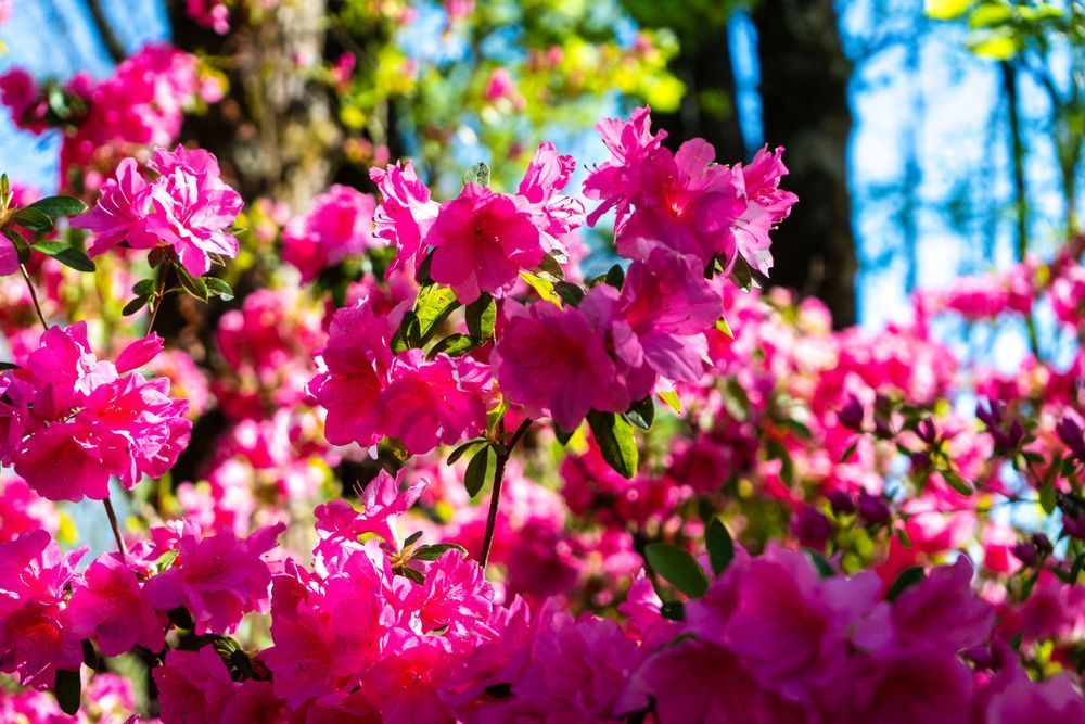 Azalea Radiance | Huntsville Botanical Gardens Floral Fine Art Print | Bama Price