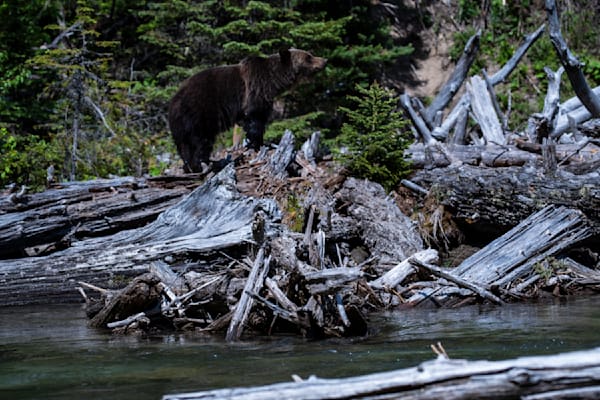 Avalanche Creek Monarch - Majestic Grizzly Bear in Glacier National Park-Bama Price Photography