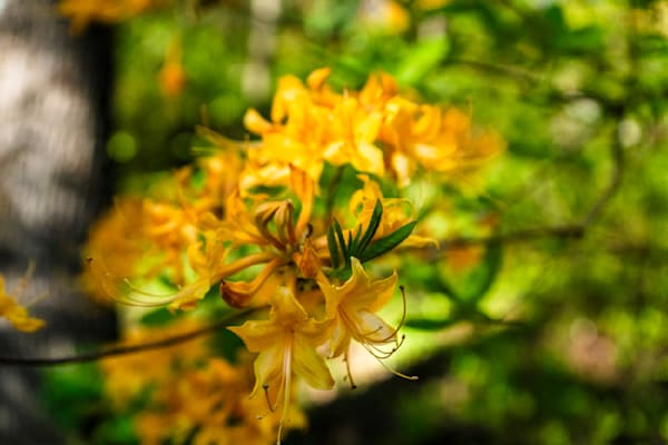 :Golden Azalea Serenade | Huntsville Botanical Gardens Fine Art Floral Print | Bama Price