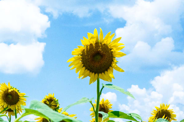 Golden Sun Seeker | Autauga County Sunflower Fine Art Photography Print | Bama Price