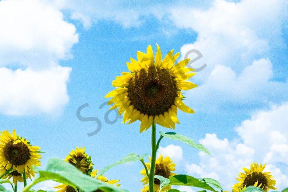 Golden Sun Seeker | Autauga County Sunflower Fine Art Photography Print | Bama Price