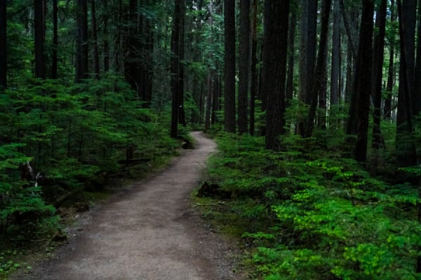 Enchanted Path - McDonald Falls Trail, Glacier National Park Print | bamaprice.com
