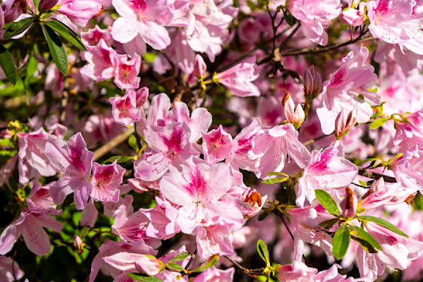 Azalea Harmony | Huntsville Botanical Gardens Fine Art Photography Print | Bama Price