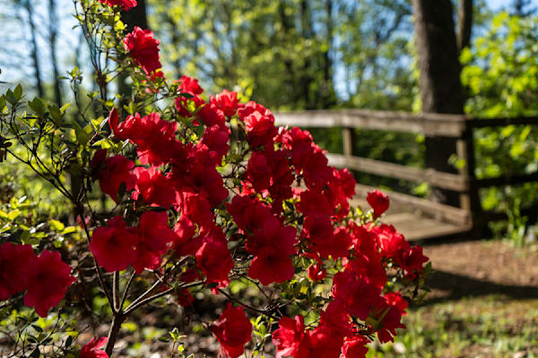 Crimson Azalea Haven | Huntsville Botanical Gardens Fine Art Print | Bama Price