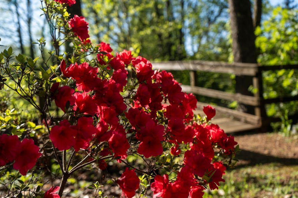 Crimson Azalea Haven | Huntsville Botanical Gardens Fine Art Print | Bama Price